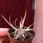 Tephrocactus articulatus 葉