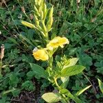 Oenothera biennisKvět