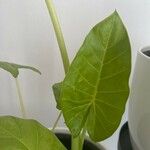 Alocasia odora Liść