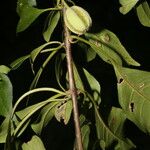 Pisonia macranthocarpa