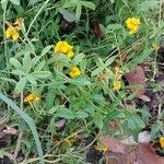 Tagetes lucida Leaf