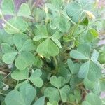 Oxalis fontana Leaf