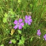 Geranium pyrenaicumFlower