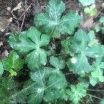 Sanicula europaea Hoja