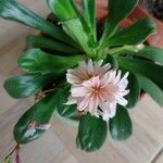 Lewisia longipetala ᱵᱟᱦᱟ