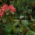 Rhododendron crassifolium Habitus