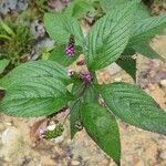 Lantana trifolia Leaf