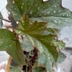 Begonia aconitifolia Blad