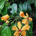 Bauhinia kockiana Flower