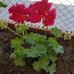 Pelargonium inquinans Leaf