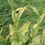 Veratrum album Frunză