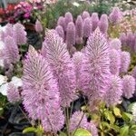 Ptilotus extenuatus Flor
