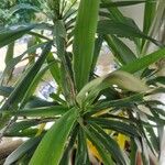 Dracaena angustifolia Fulla