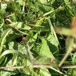 Centaurea nigra Leaf