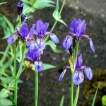 Iris sibirica 花
