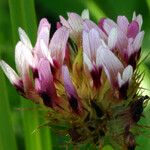 Trifolium wormskioldii Цвят