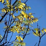 Fraxinus excelsior 整株植物
