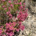 Erica melanthera