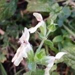 Stachys recta Flower