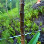 Boehmeria penduliflora Casca