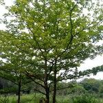 Terminalia superba Hoja