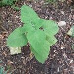Salvia dorisiana Leaf