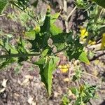 Atriplex sagittata Blad