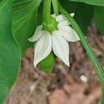 Capsicum frutescens 花