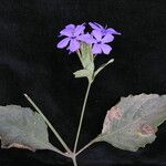 Eranthemum purpurascens Habit