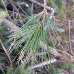 Pinus strobus Blad