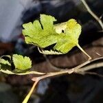 Crataegus monogynaHoja