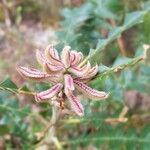 Banksia grandis Yaprak