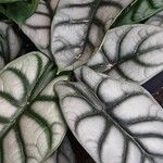 Alocasia baginda Folha