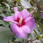 Hibiscus syriacusBlomst