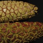 Sclerosperma mannii Frucht