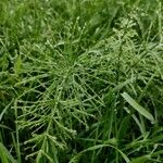 Equisetum arvense Leaf