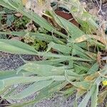 Lagurus ovatus Feuille