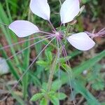 Cleome gynandra Blomst