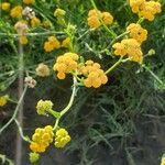 Helichrysum odoratissimum Květ