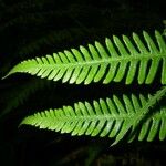 Thelypteris balbisii Leaf