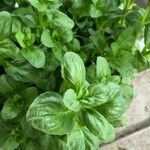 Mentha pulegium Blatt