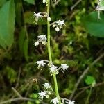 Tiarella trifoliata Flower