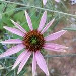 Echinacea angustifolia Квітка