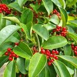 Ilex rotunda Fruit