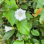 Convolvulus sepiumΛουλούδι