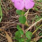 Heterotis rotundifolia Цвят