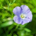 Linum alpinumFlower