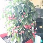 Ardisia crenata Flower