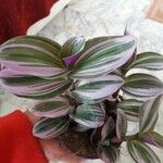 Tradescantia fluminensisList