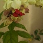 Clerodendrum thomsoniae Kukka